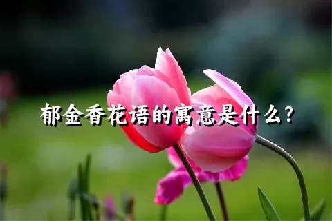 郁金香花语的寓意是什么？