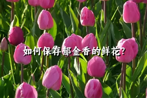 如何保存郁金香的鲜花？