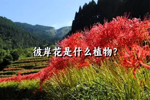 彼岸花是什么植物？