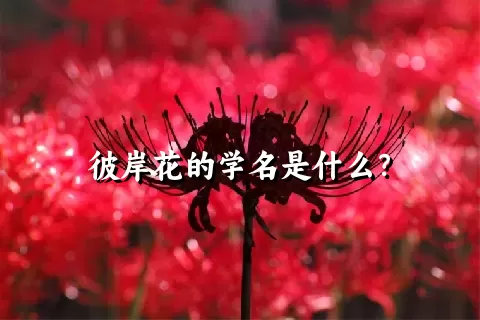 彼岸花的学名是什么？