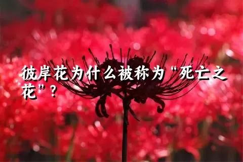 彼岸花为什么被称为“死亡之花”？