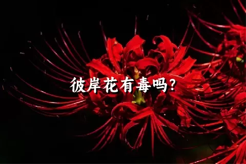 彼岸花有毒吗？