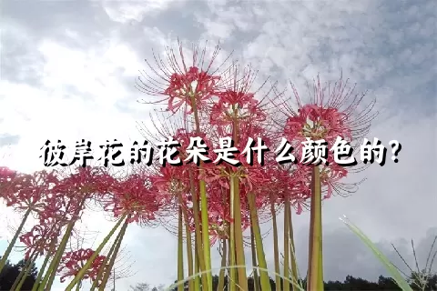 彼岸花的花朵是什么颜色的？