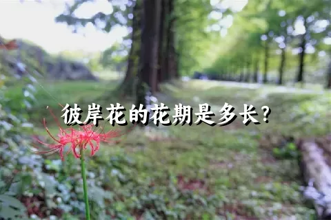 彼岸花的花期是多长？