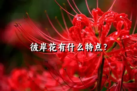 彼岸花有什么特点？