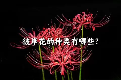 彼岸花的种类有哪些？