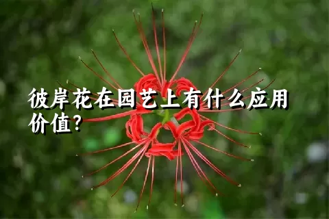 彼岸花在园艺上有什么应用价值？