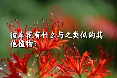 彼岸花有什么与之类似的其他植物？