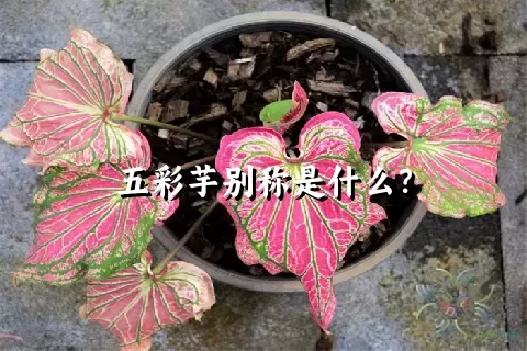 五彩芋别称是什么？