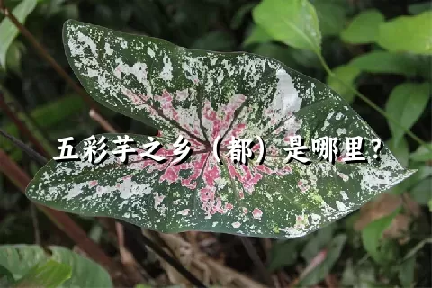 五彩芋之乡（都）是哪里？