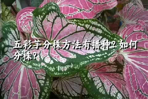 五彩芋分株方法有播种？如何分株？