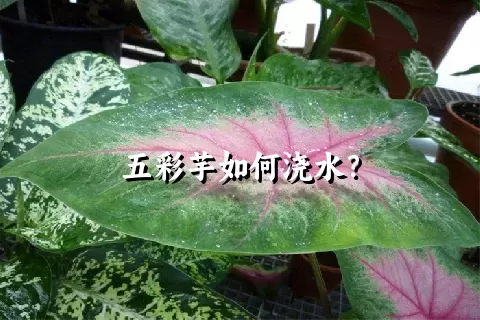 五彩芋如何浇水？