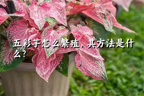 五彩芋怎么繁殖，其方法是什么？