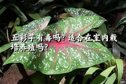 五彩芋有毒吗？适合在室内栽培养殖吗？