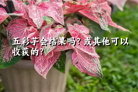 五彩芋会结果吗？或其他可以收获的？