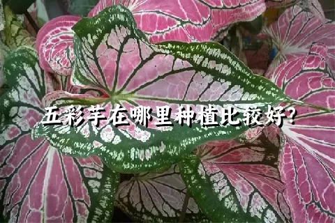 五彩芋在哪里种植比较好？