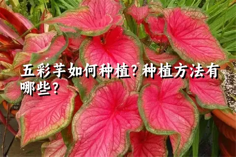 五彩芋如何种植？种植方法有哪些？