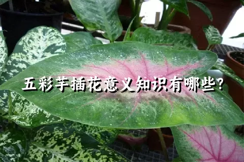 五彩芋插花意义知识有哪些？