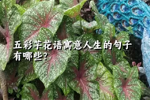 五彩芋花语寓意人生的句子有哪些？