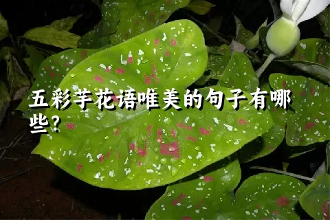 五彩芋花语唯美的句子有哪些？