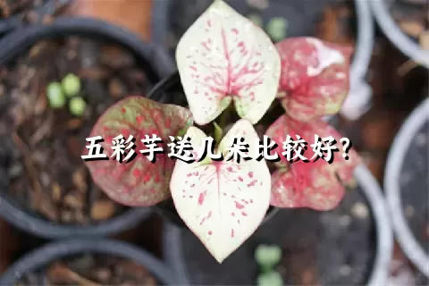 五彩芋送几朵比较好？