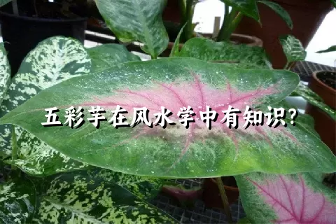 五彩芋在风水学中有知识？