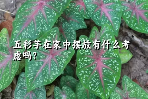 五彩芋在家中摆放有什么考虑吗？