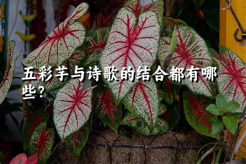 五彩芋与诗歌的结合都有哪些？