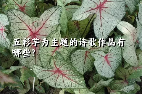 五彩芋为主题的诗歌作品有哪些？