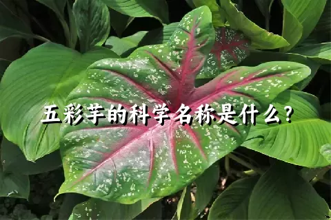 五彩芋的科学名称是什么？