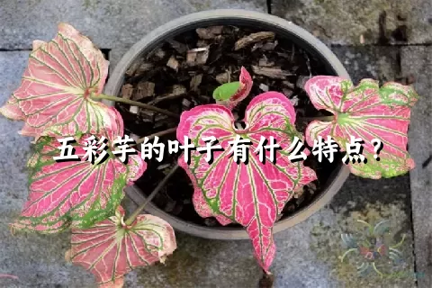 五彩芋的叶子有什么特点？