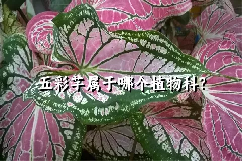 五彩芋属于哪个植物科？