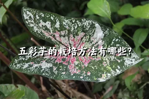 五彩芋的栽培方法有哪些？