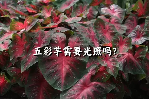 五彩芋需要光照吗？