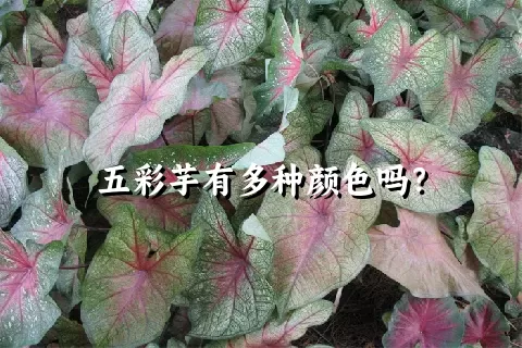 五彩芋有多种颜色吗？