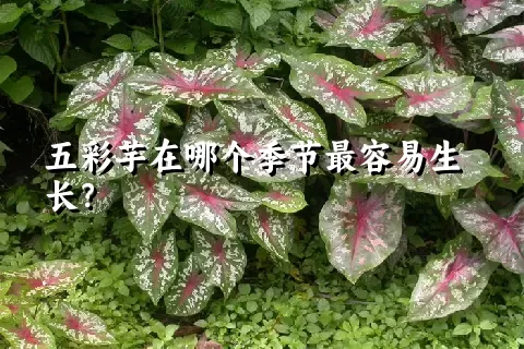 五彩芋在哪个季节最容易生长？