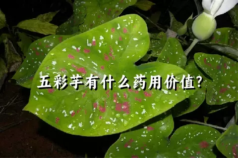 五彩芋有什么药用价值？