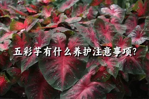 五彩芋有什么养护注意事项？