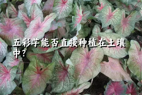 五彩芋能否直接种植在土壤中？