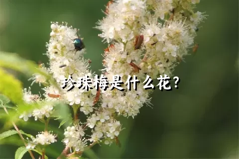 珍珠梅是什么花？