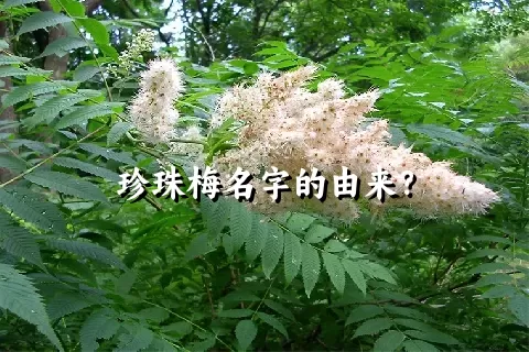 珍珠梅名字的由来？