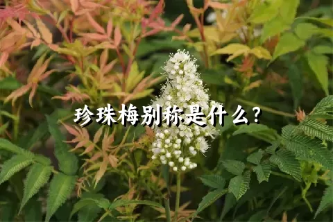 珍珠梅别称是什么？