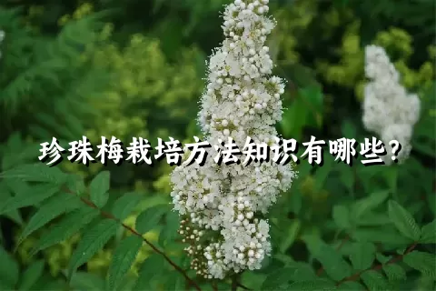 珍珠梅栽培方法知识有哪些？