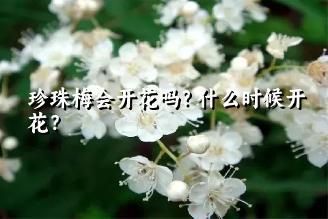 珍珠梅会开花吗？什么时候开花？