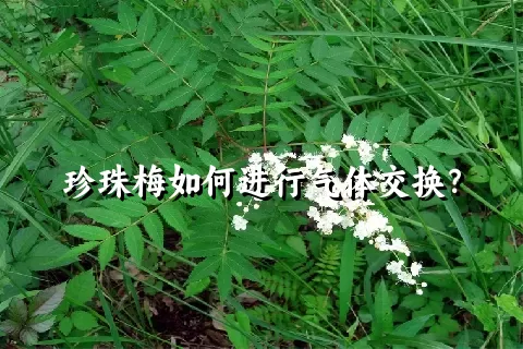 珍珠梅如何进行气体交换？