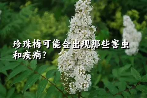 珍珠梅可能会出现那些害虫和疾病？