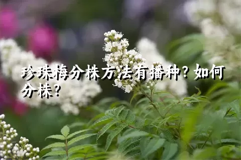 珍珠梅分株方法有播种？如何分株？