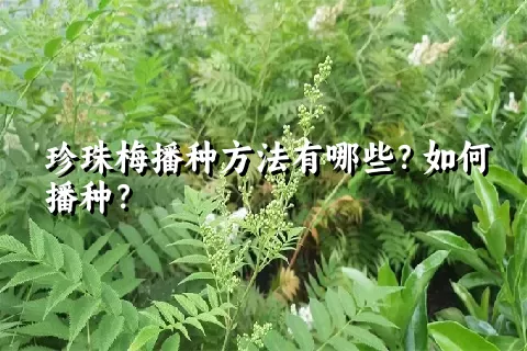 珍珠梅播种方法有哪些？如何播种？