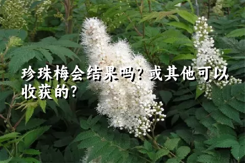 珍珠梅会结果吗？或其他可以收获的？