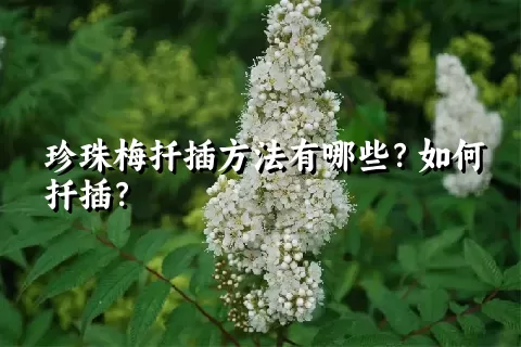 珍珠梅扦插方法有哪些？如何扦插？